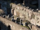 Colisée de Rome