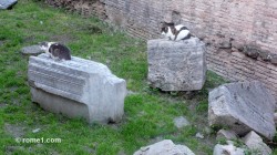 Chats du Largo Argentina